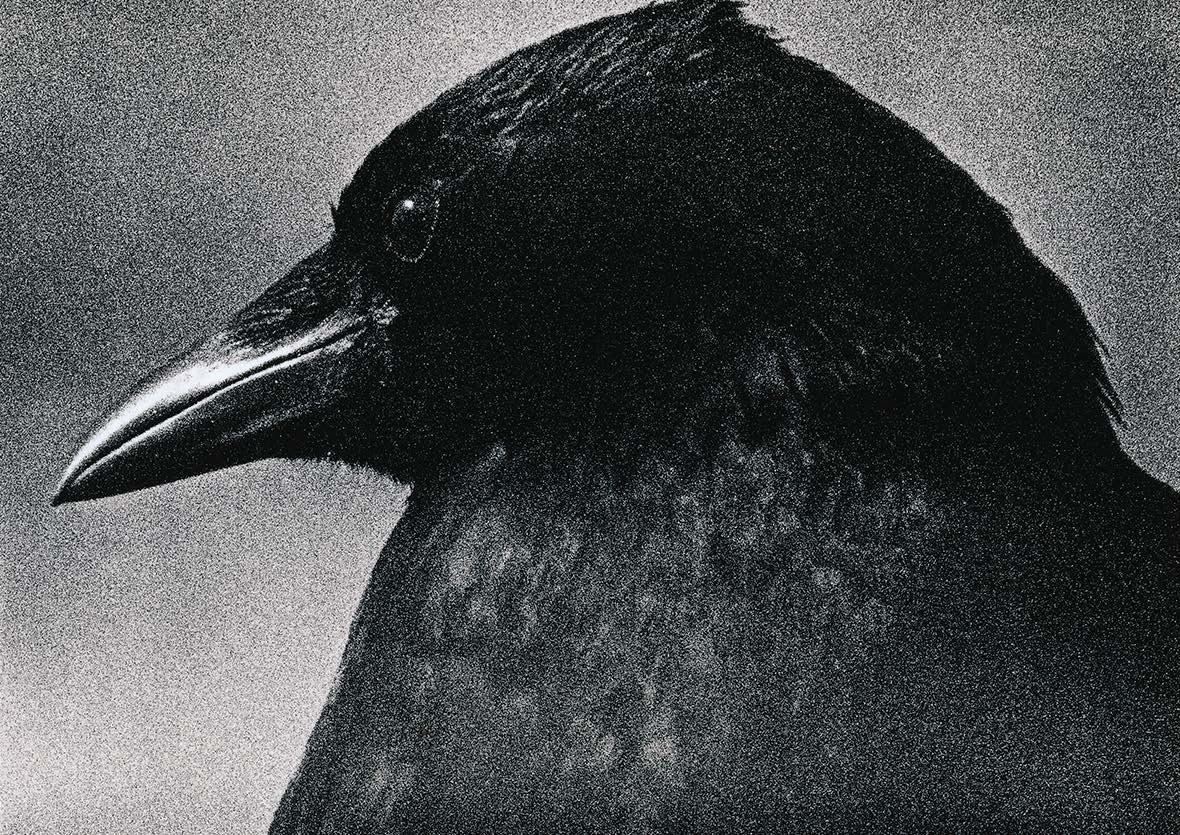Close portrait of a raven in profile, lith print