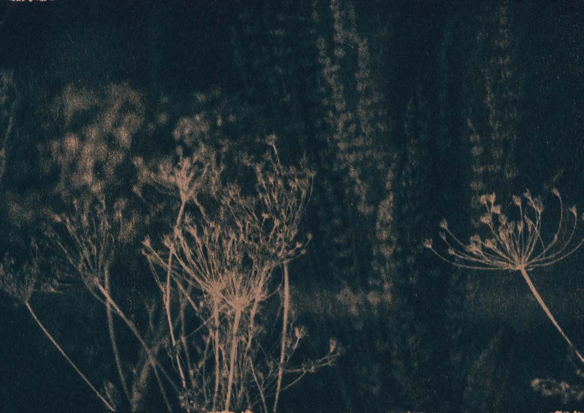 Cyanotype of dried wildflowers at dusk