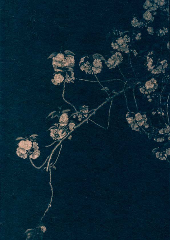 Flowering branch, deep blue cyanotype on washi paper